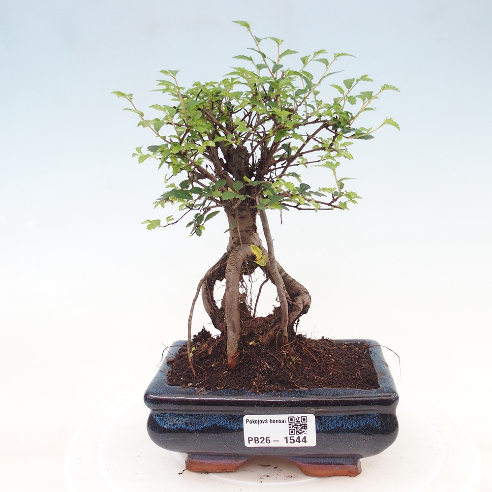 Pokój bonsai - Ulmus parvifolia - Wiąz drobnolistny