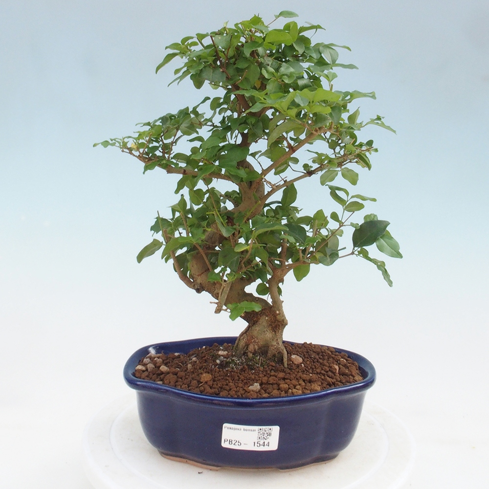 Indoor bonsai -Ligustrum chinensis - dziób ptaka