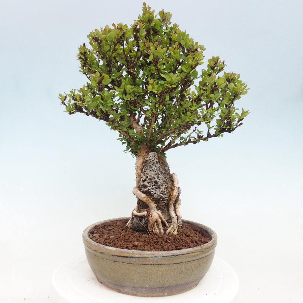 Bonsai zewnętrzne - Berberis coreana