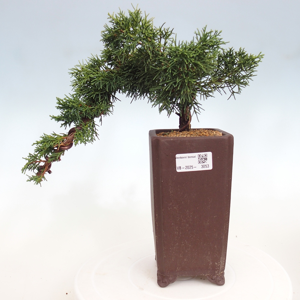 Bonsai zewnętrzne - Juniperus chinensis Kishu - Jałowiec chiński