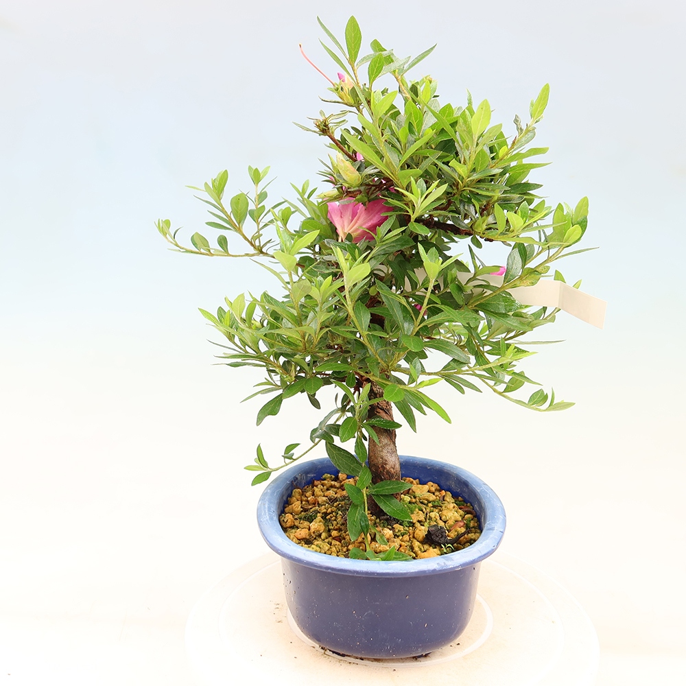 Outdoor bonsai - Azalia japońska - Azalia Yoko