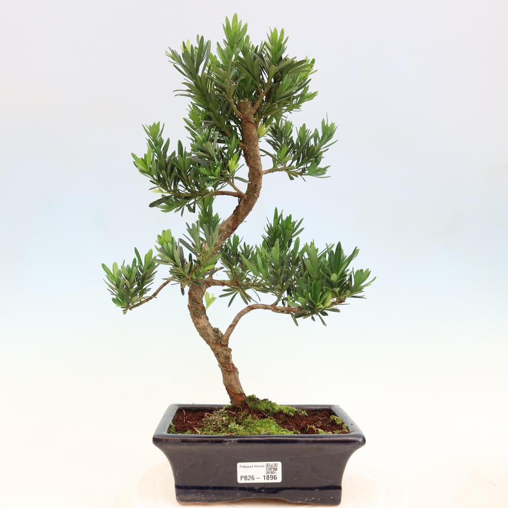 Pokój bonsai - Podocarpus - Kamienny cis