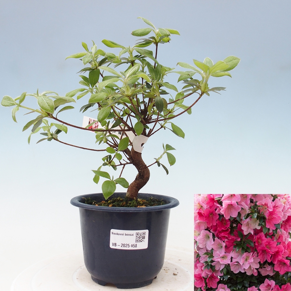 Bonsai zewnętrzne - Azalia japońska - Azalia Saien