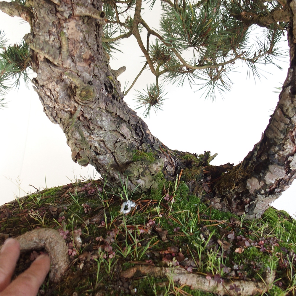 Yamadori - Pinus sylvestris Hiszpania