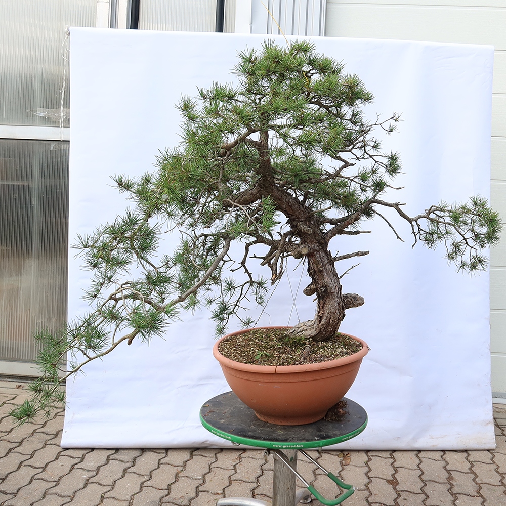 Pinus sylvestris Hiszpania – sosna zwyczajna