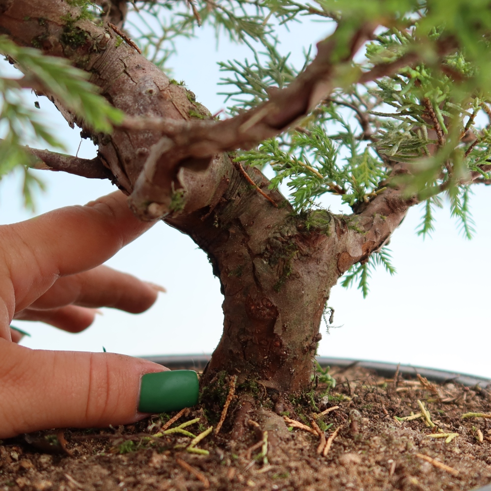 Bonsai ogrodowe – Juniperus chinensis Itoigawa – jałowiec chiński
