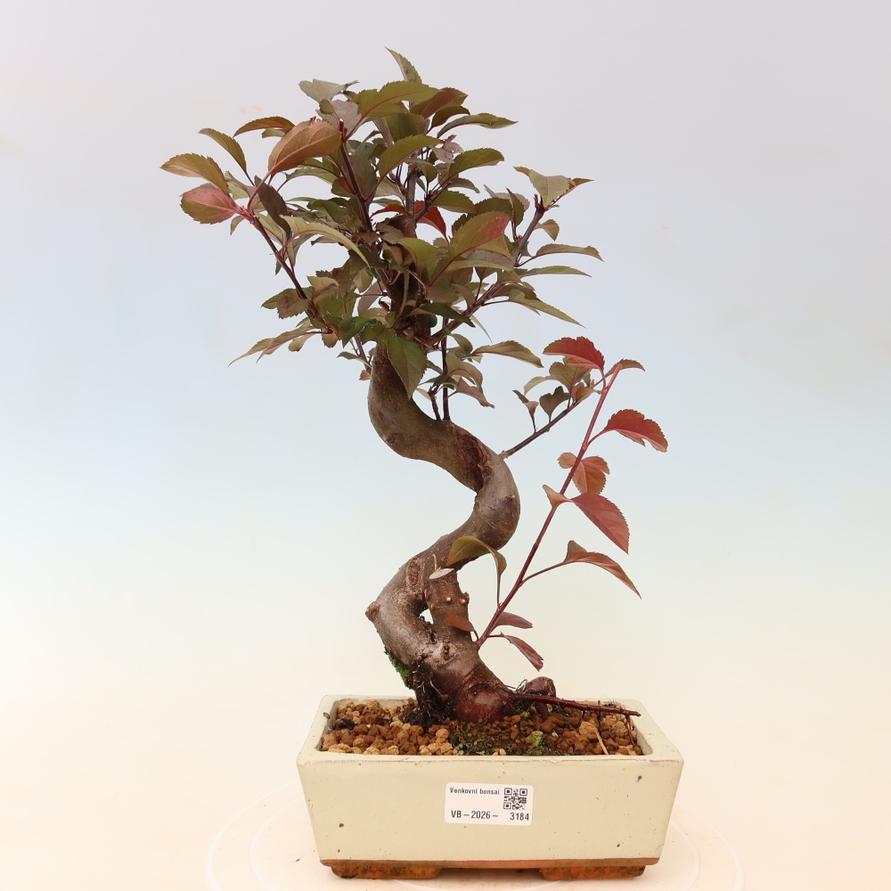Outdoor bonsai - Malus domestica - Jabłoń czerwonolistna o małych owocach