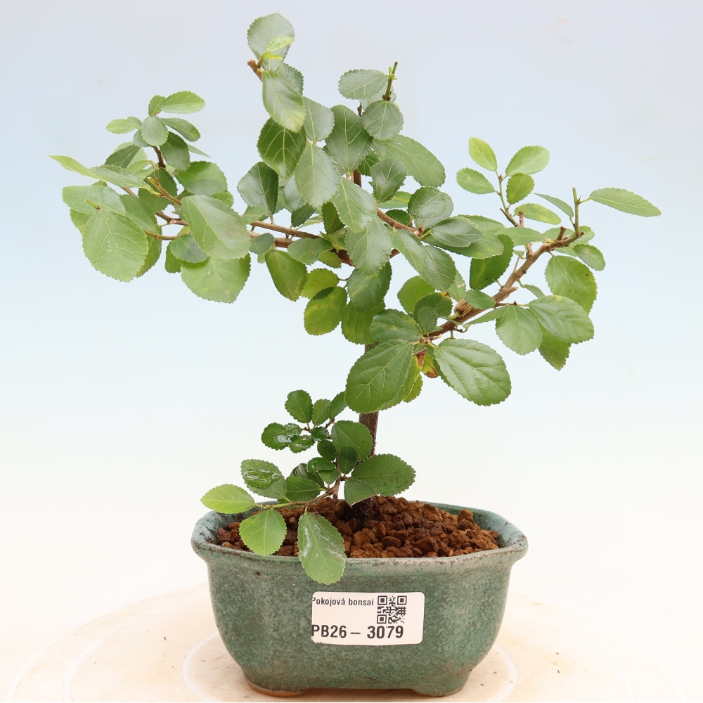 Bonsai pokojowe – Grewia occidentalis – Gwiazdnica lawendowa