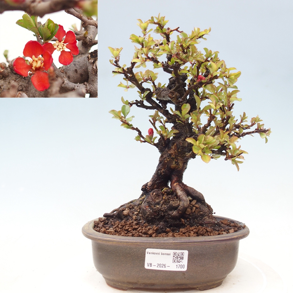 Bonsai zewnętrzne - Chaneomeles speciosa - Pigwa