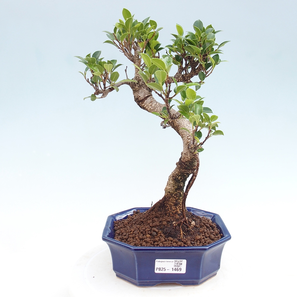 Kryty bonsai - Ficus retusa - figowiec drobnolistny