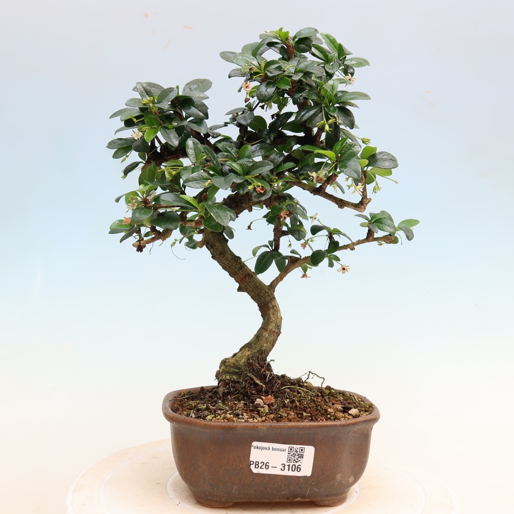 Bonsai pokojowe - Carmona macrophylla - Tea fuki