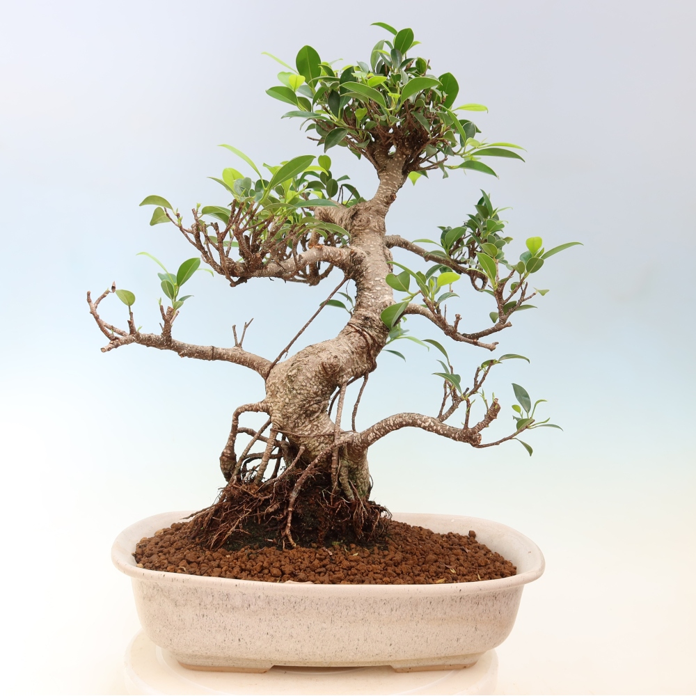 Pokój bonsai - Ficus kimmen - figowiec drobnolistny