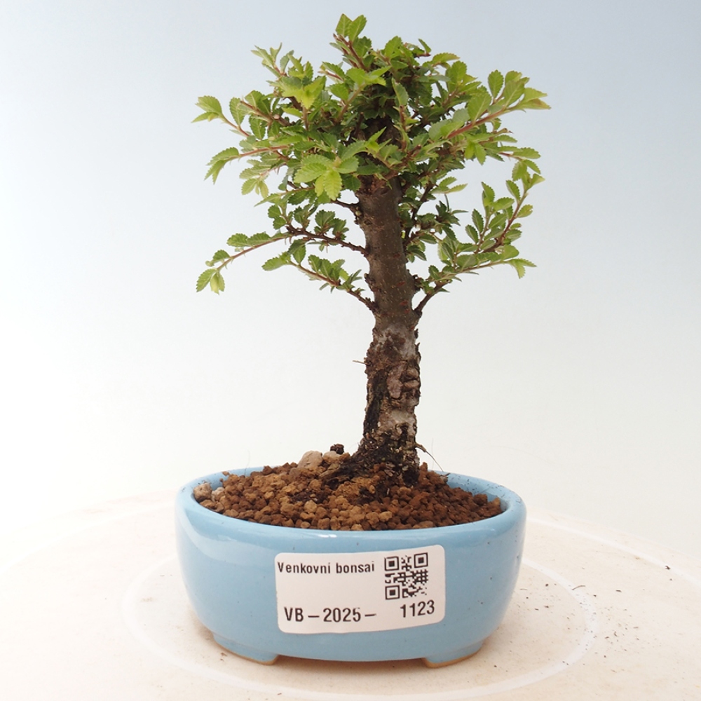 Bonsai zewnętrzne - Ulmus parvifolia Sagei - Wiąz drobnolistny