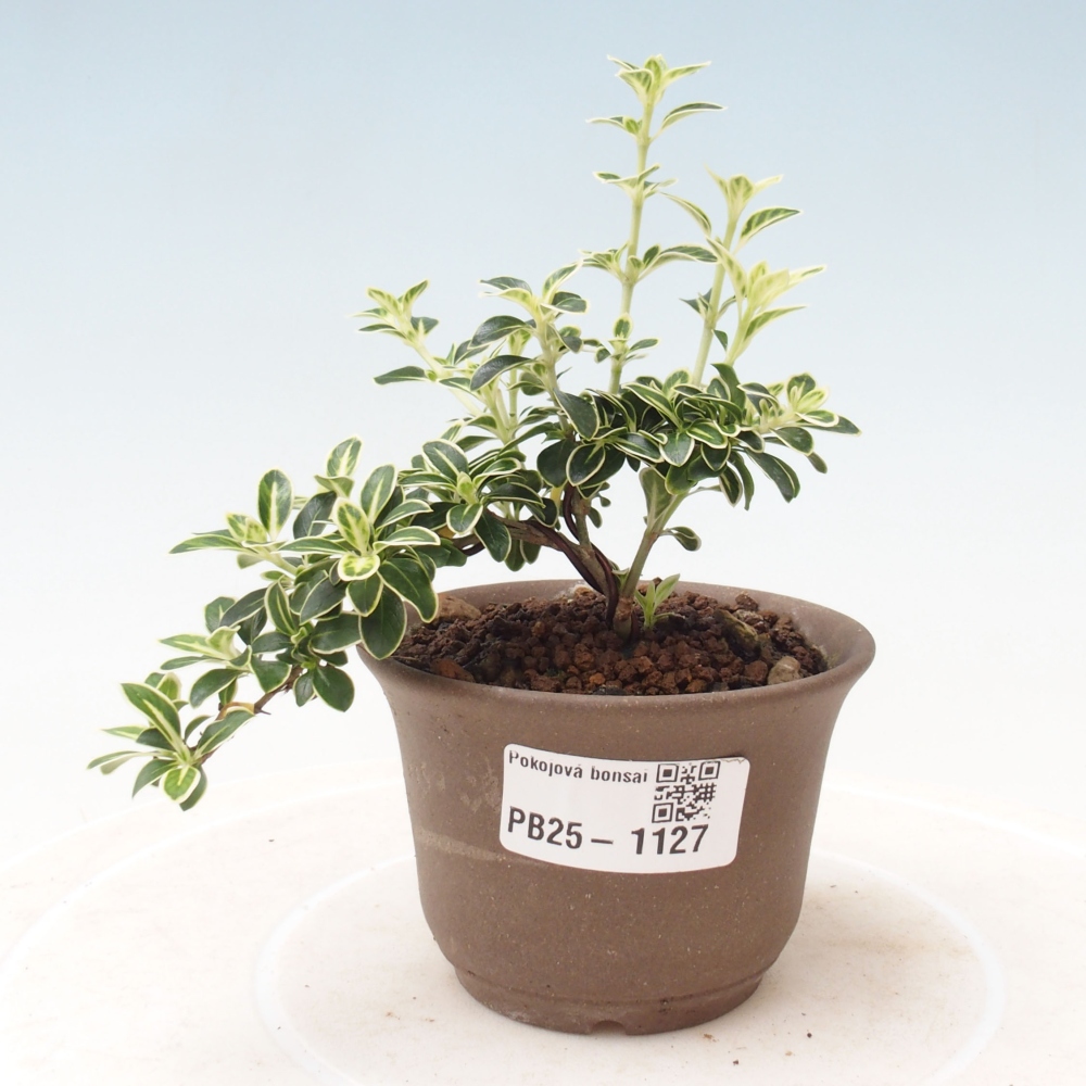 Bonsai do wnętrz - Serissa foetida Variegata - Drzewo tysiąca gwiazd