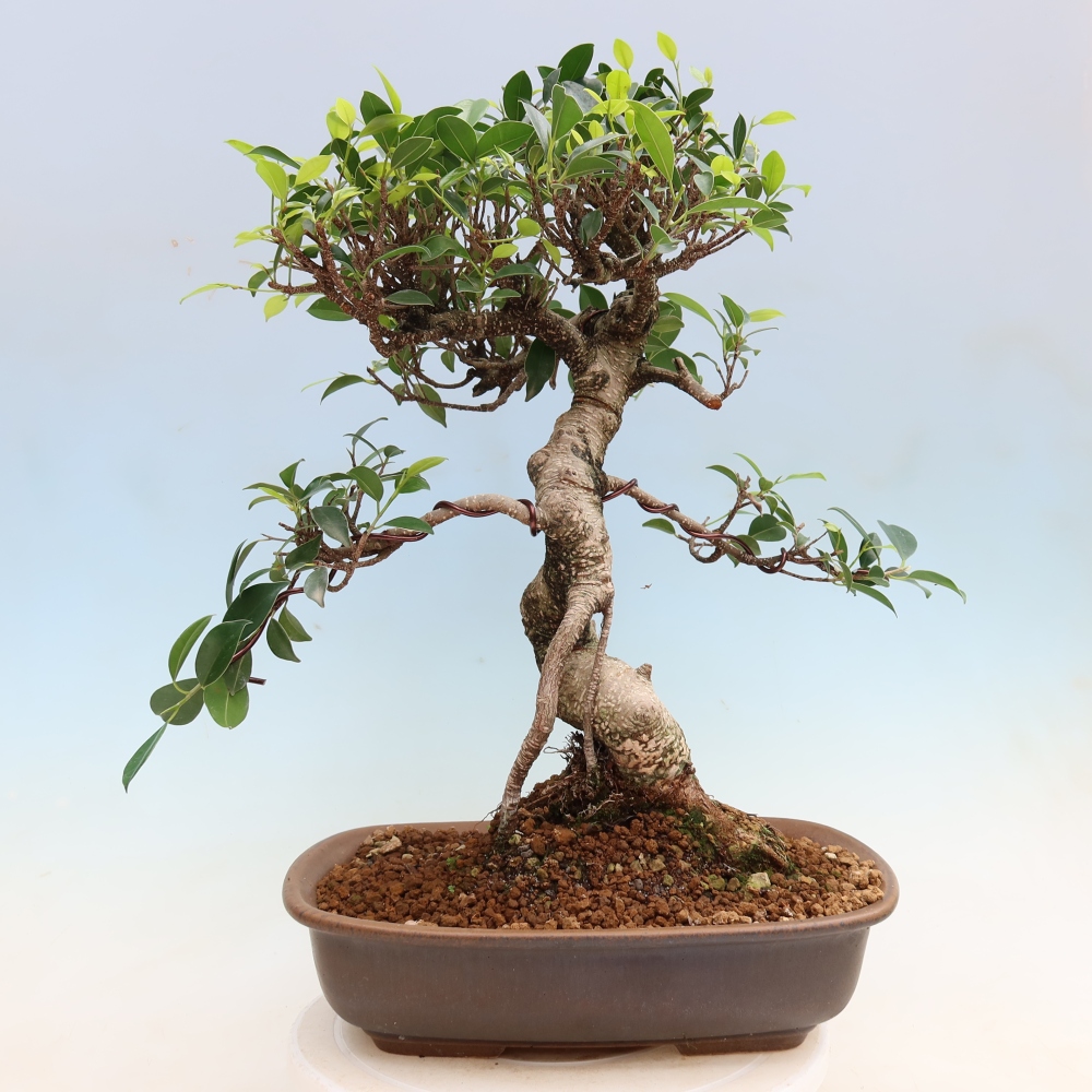 Pokój bonsai - Ficus kimmen - figowiec drobnolistny