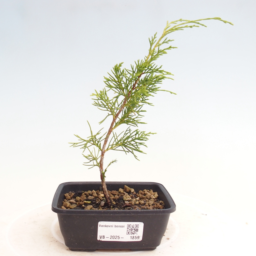 Outdoor bonsai - Juniperus chinensis Itoigawa - Jałowiec chiński