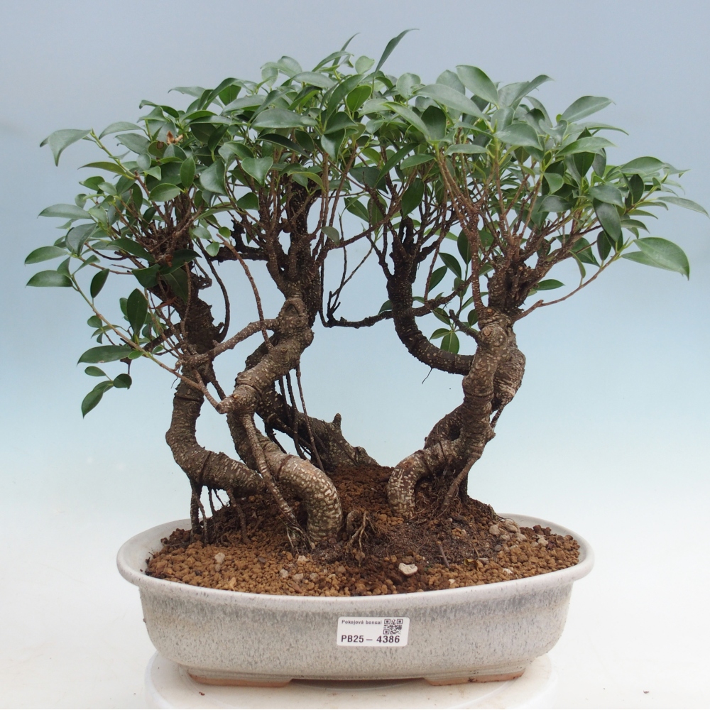 Pokój bonsai - Ficus kimmen - figowiec drobnolistny