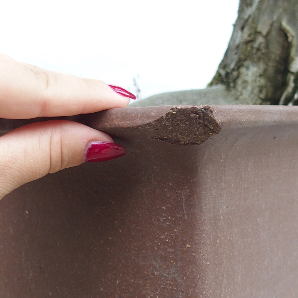 Bonsai zewnętrzne - Grab - Carpinus betulus