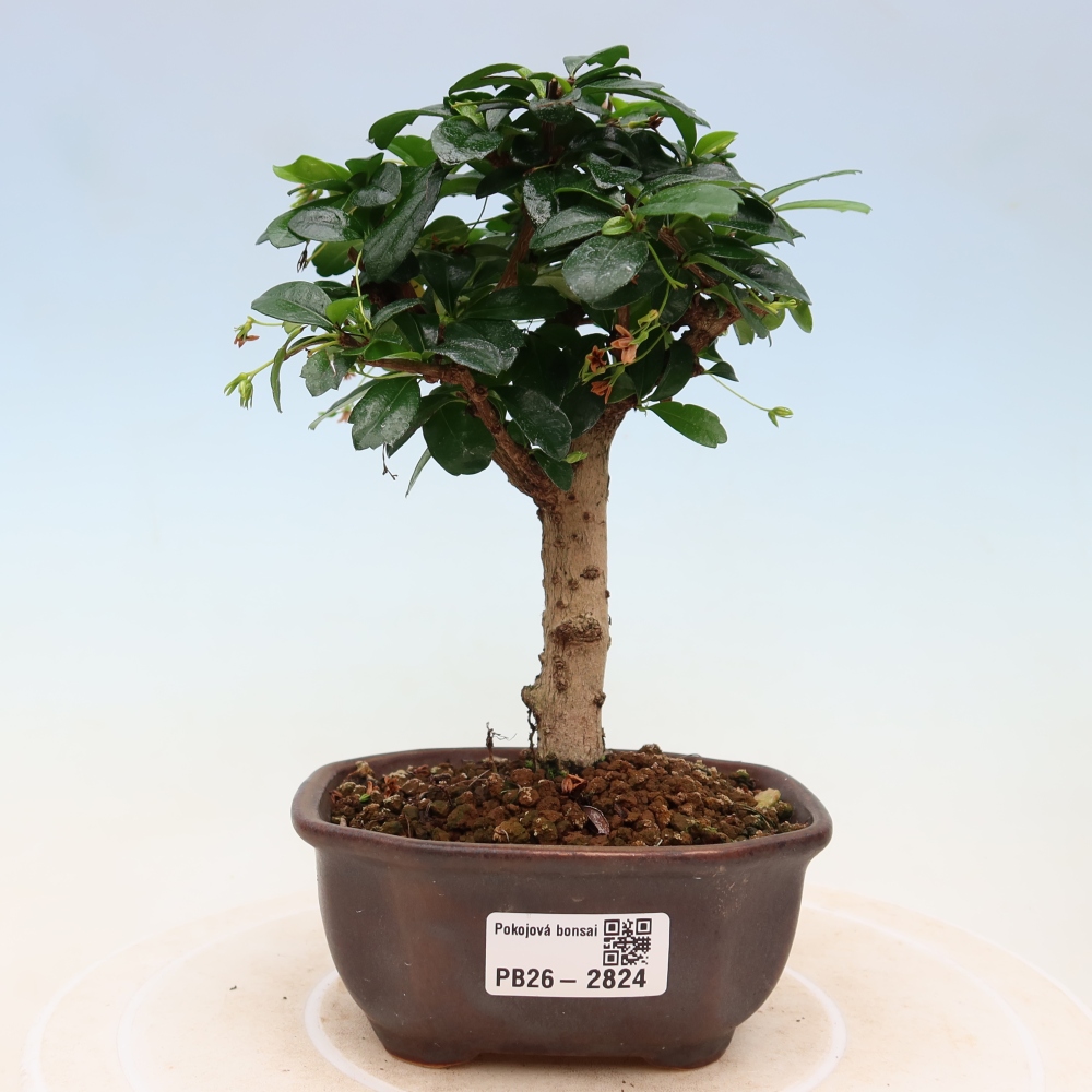 Bonsai pokojowe - Carmona macrophylla - Tea fuki