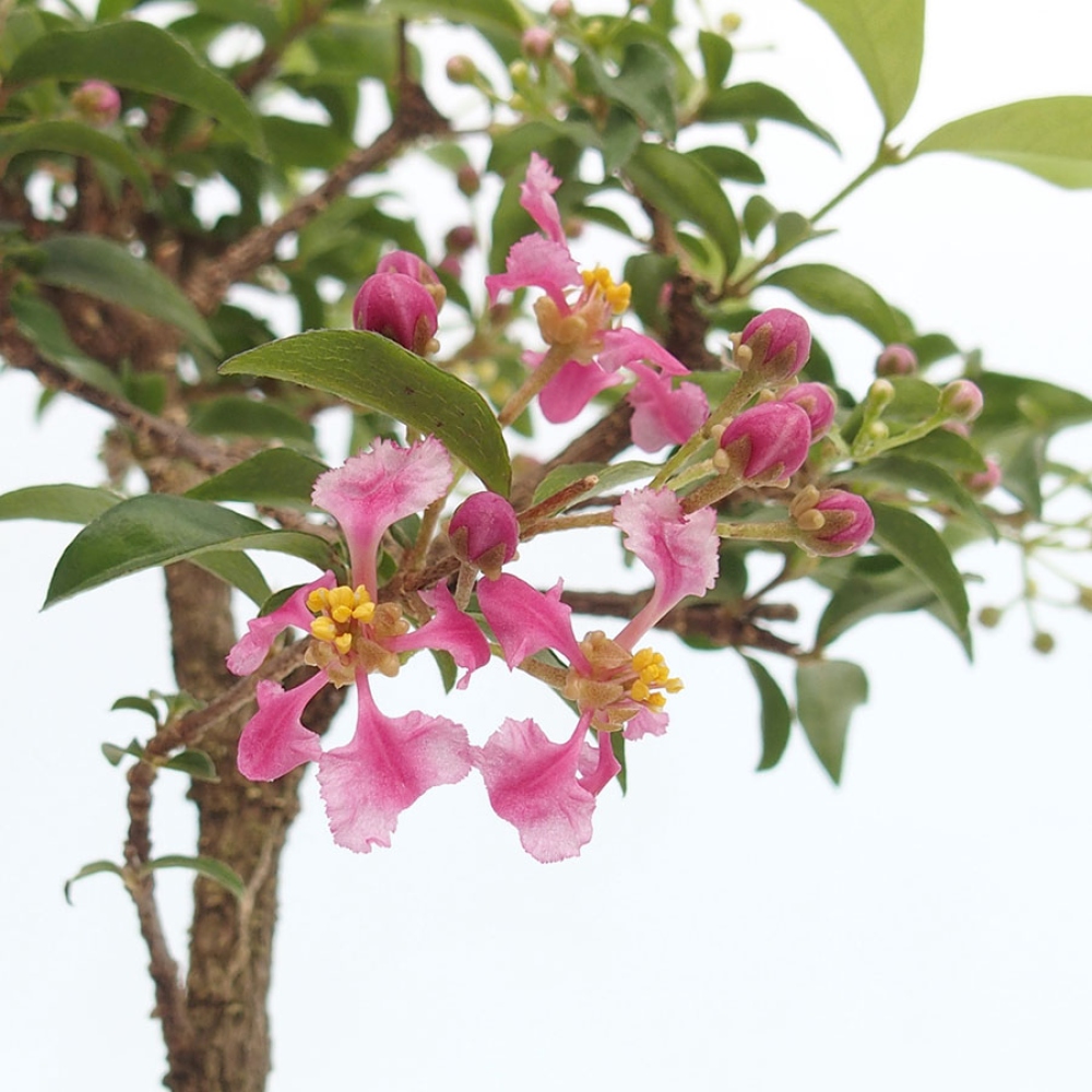 Bonsai pokojowe – Malpighia barbadoska – Malpighia glabra 