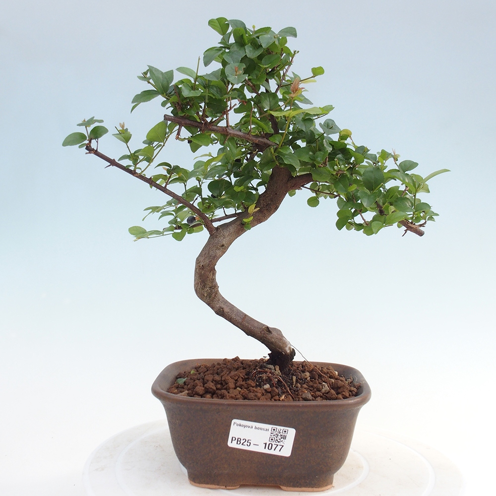 Kryty bonsai - Sagerécie thea - Sagerécie thea