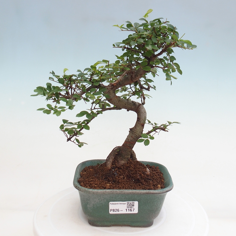 Pokój bonsai - Ulmus parvifolia - Wiąz drobnolistny