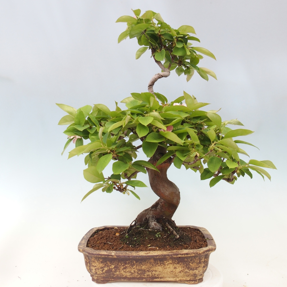 Outdoor bonsai - Pseudocydonia sinensis - pigwa chińska