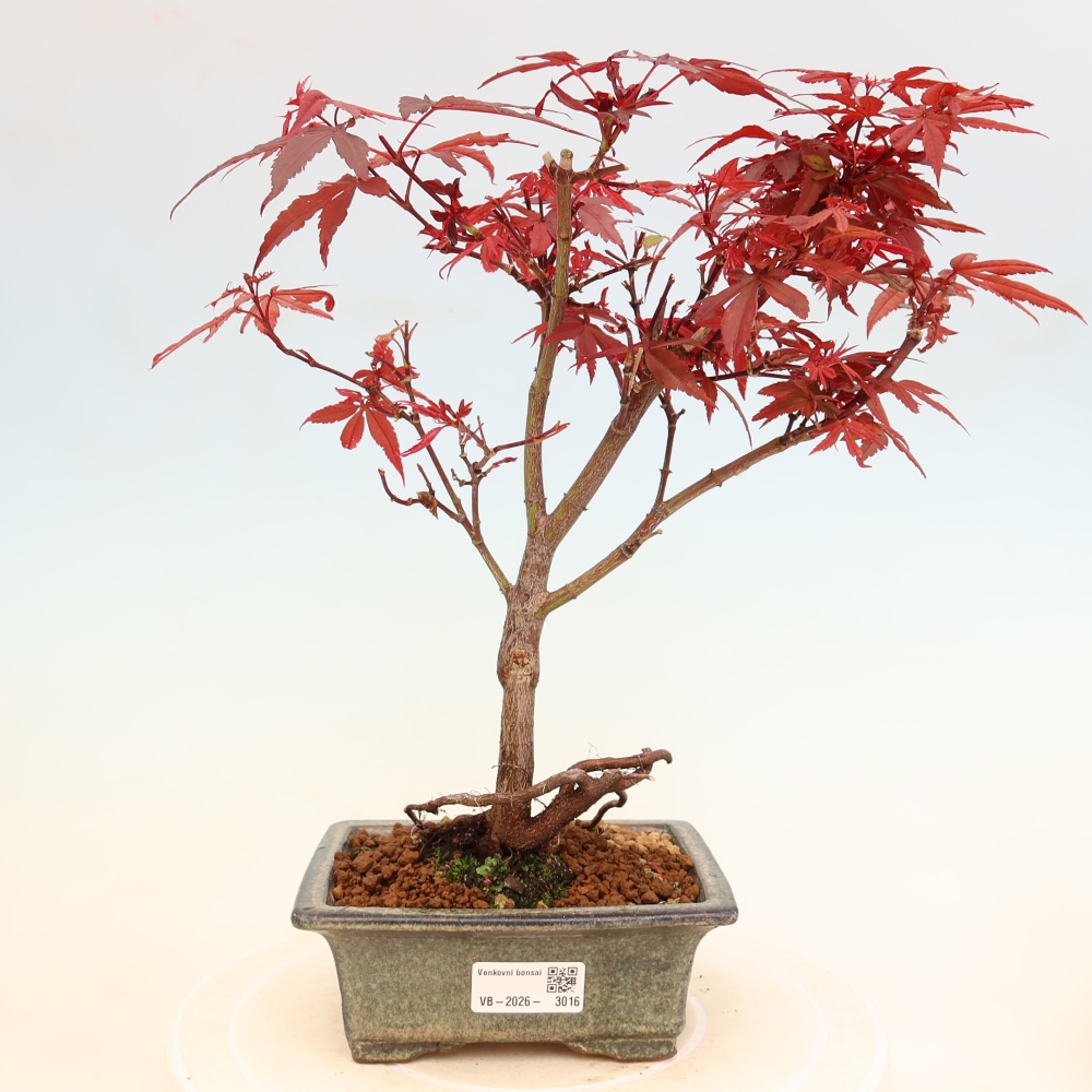 Bonsai ogrodowe – klon palmowy – Acer palmatum Berry Broom 
