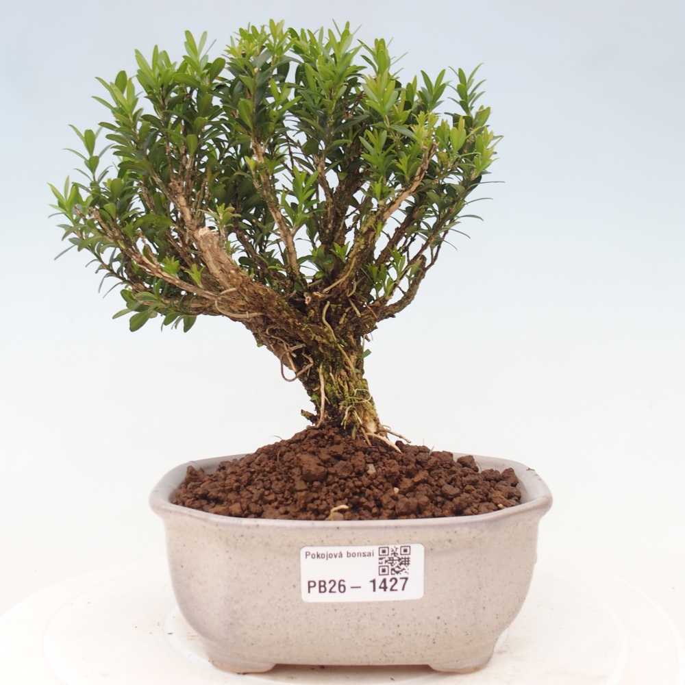 Pokój bonsai - Buxus harlandii - buxus korkowy