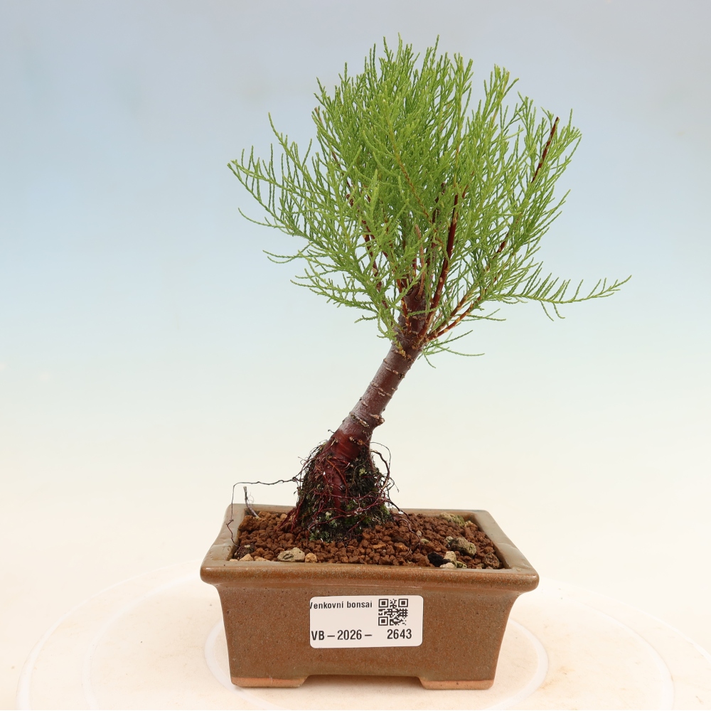 Bonsai ogrodowe – Tamaryszek – Tamarix