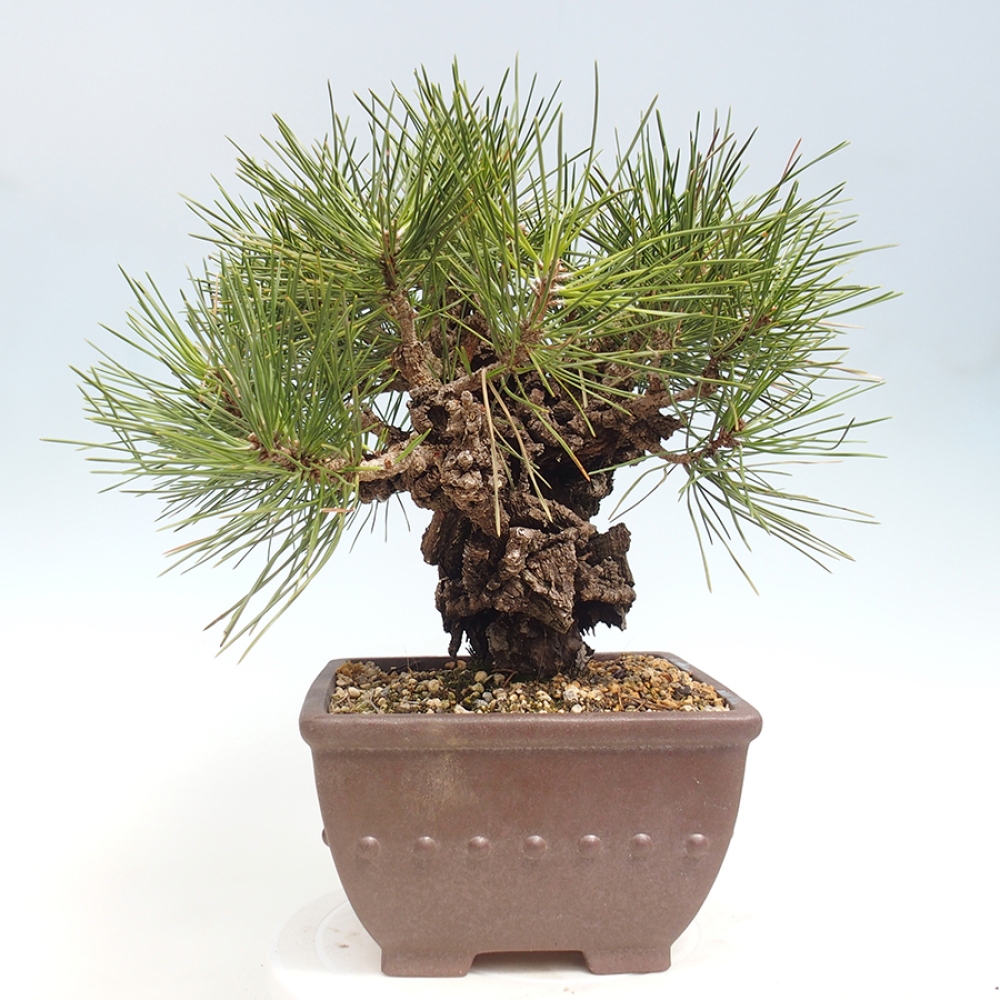 Outdoor bonsai - Pinus thunbergii - sosna Thunberga