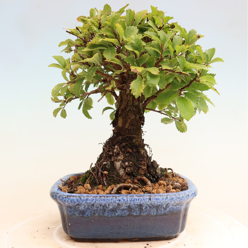 Bonsai zewnętrzne - Zelkova - Zelkova NIRE