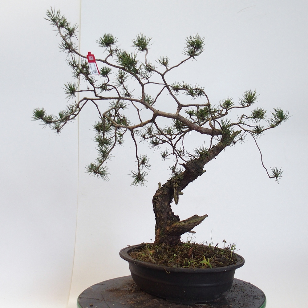 Yamadori - Pinus sylvestris Hiszpania