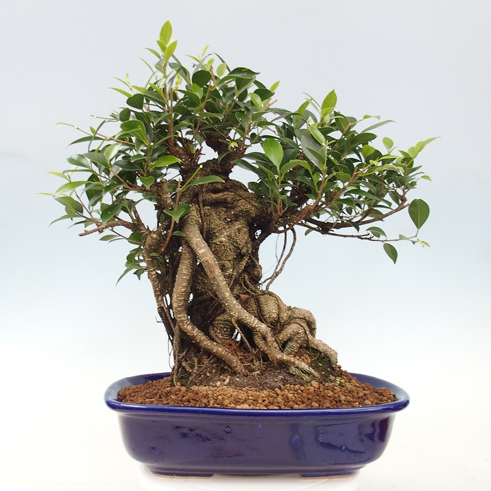 Bonsai pokojowe - Ficus kimmen - figowiec drobnolistny - WYŁĄCZNIE ODBIÓR OSOBISTY lub transport paletowy