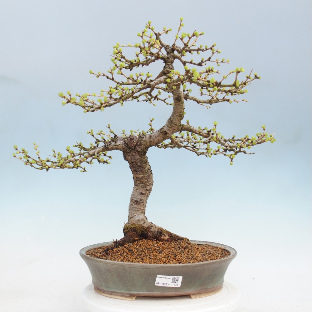 Bonsai zewnętrzne - Larix decidua - Modrzew