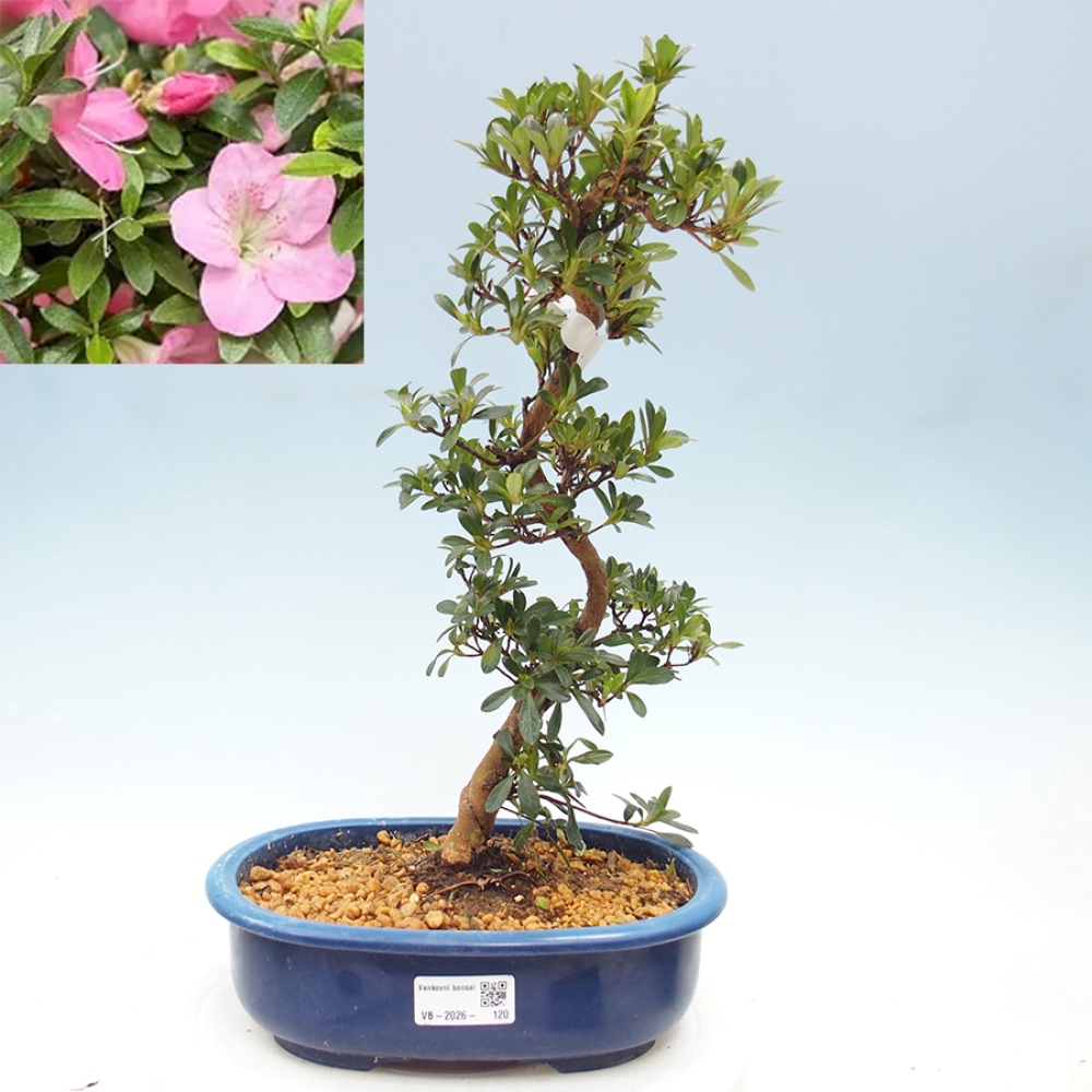 Bonsai zewnętrzne - Azalia japońska - Azalia Santoka