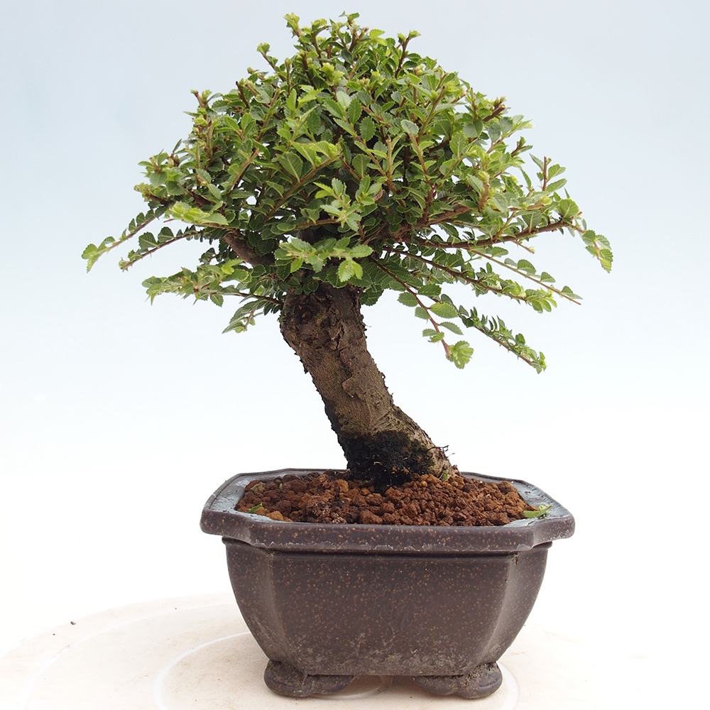 Bonsai zewnętrzne - Ulmus parvifolia Hokkaido - wiąz chiński