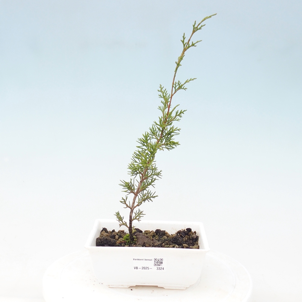 Outdoor bonsai - Juniperus chinensis Itoigawa - Jałowiec chiński