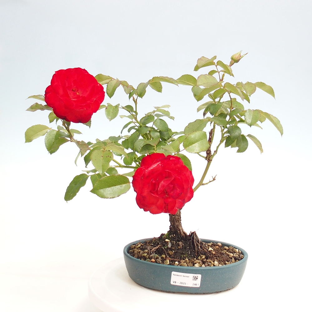 Bonsai na zewnątrz - Rosa Kordes - róża 