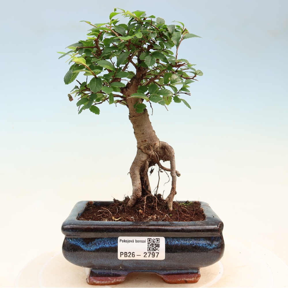 Pokój bonsai - Ulmus parvifolia - Wiąz drobnolistny