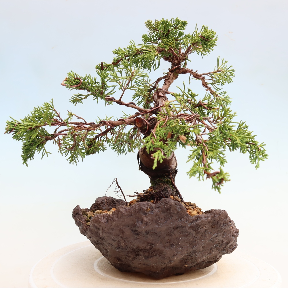Bonsai ogrodowe – Juniperus chinensis Itoigawa – jałowiec chiński