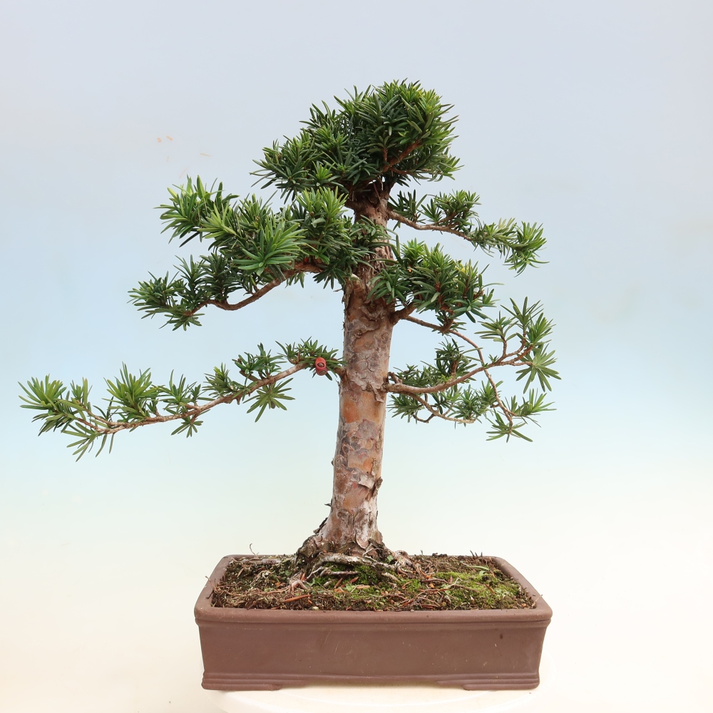 Bonsai ogrodowe – Taxus cuspidata  – cis japoński