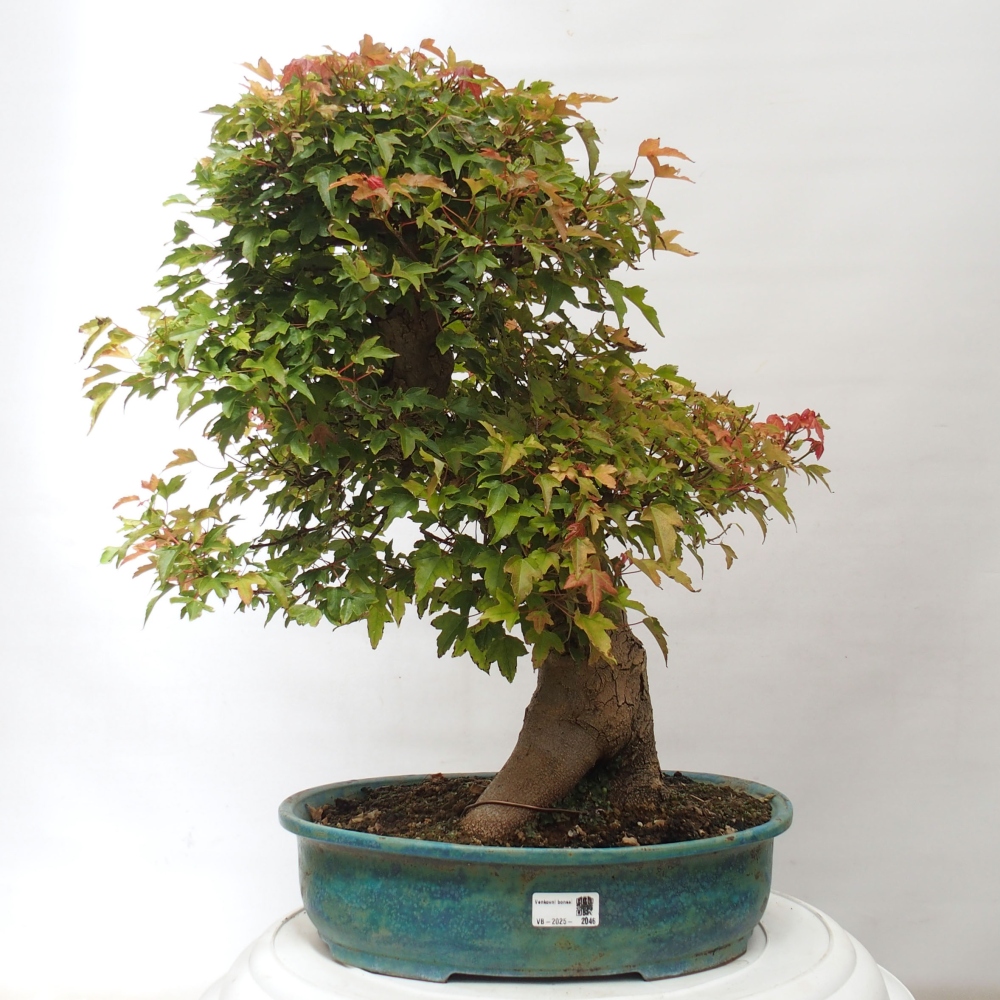Outdoor bonsai - Maple Buergerianum - Burger Maple