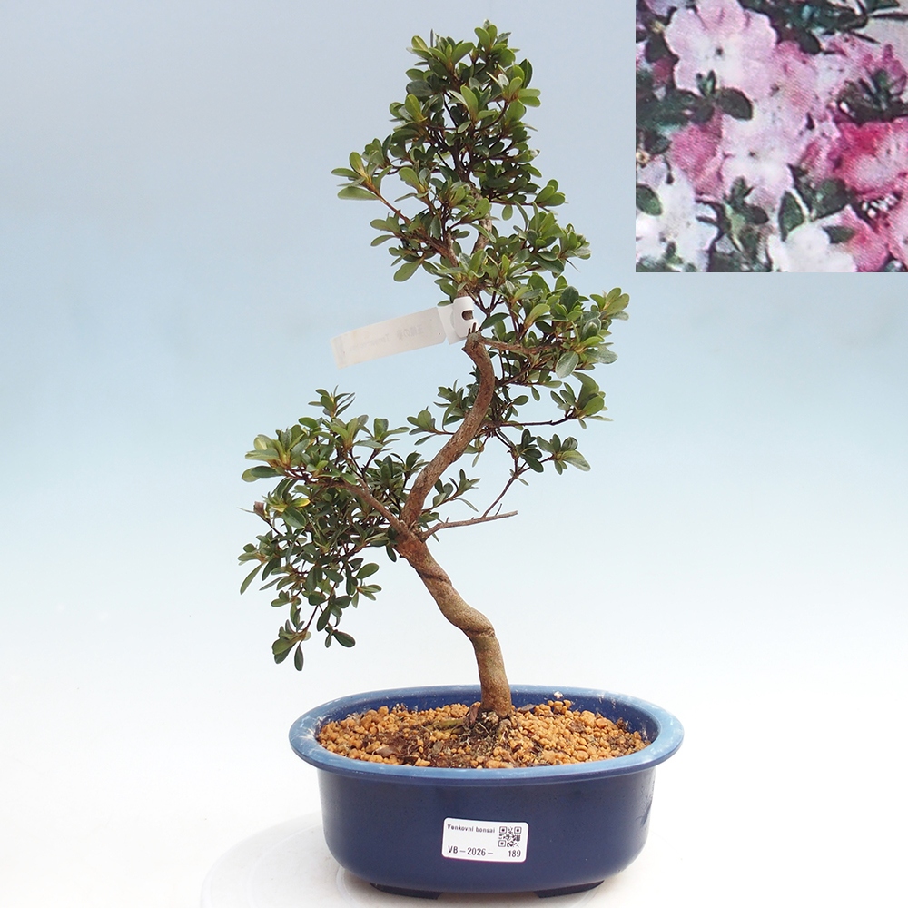 Outdoor bonsai - Azalia japońska - Azalia Tamaori-no-Haru