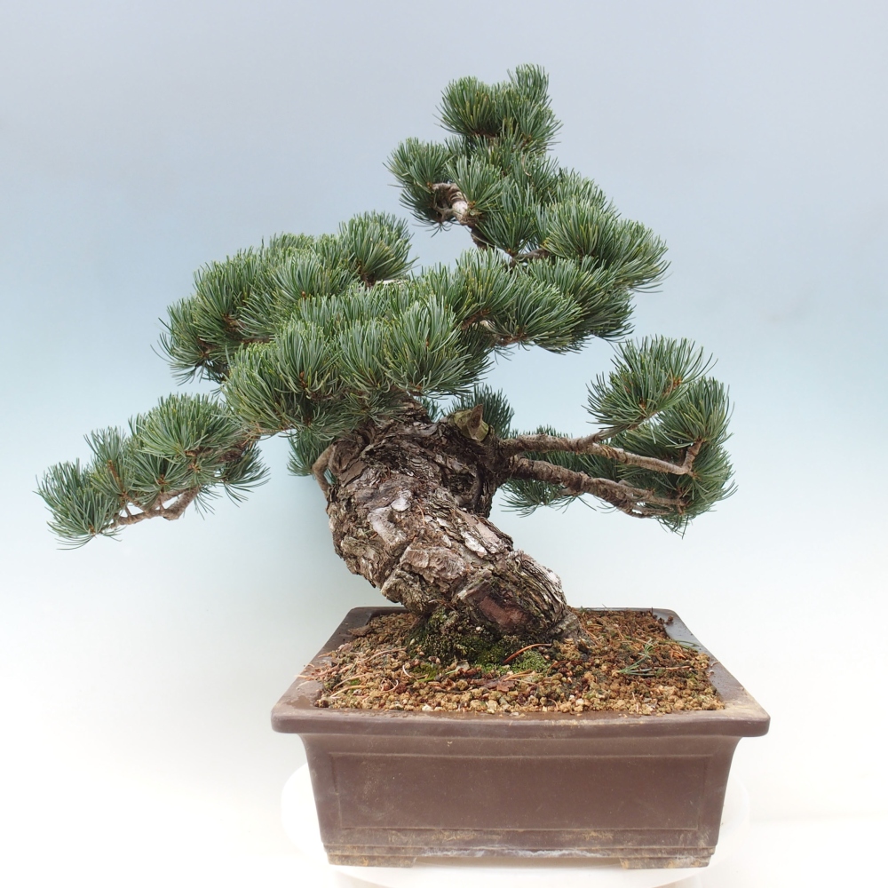 Outdoor bonsai - Pinus parviflora - Mała sosna