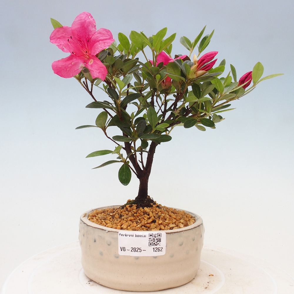 Bonsai zewnętrzne - Azalia japońska - Azalea sp.