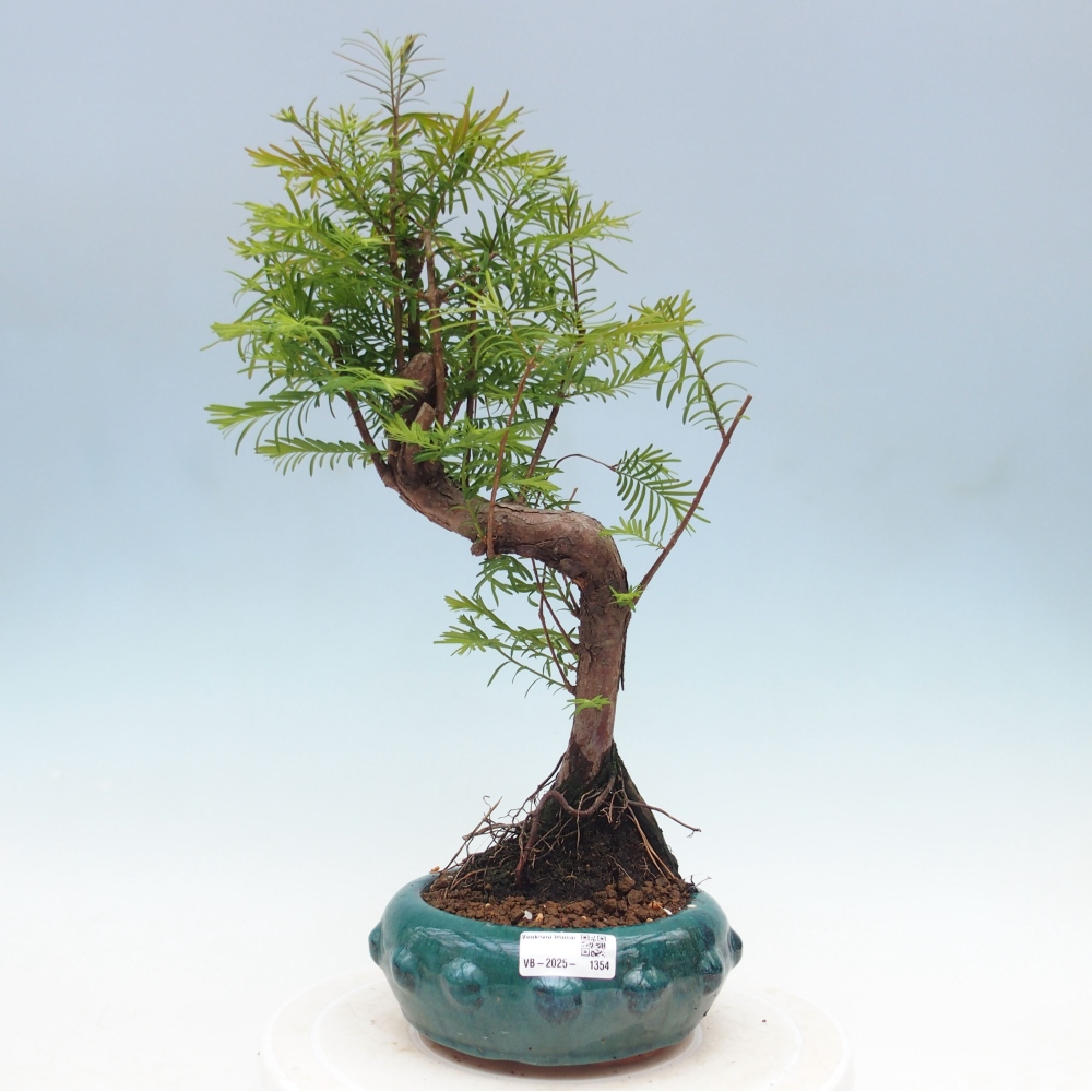 Outdoor bonsai - Metasequoia glyptostroboides - chińskie metasekvoje