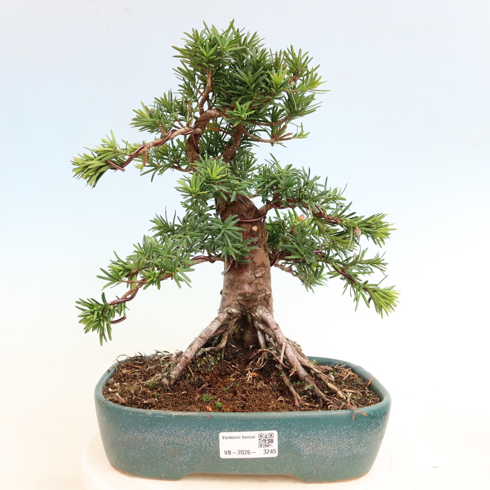 Bonsai ogrodowe – Taxus cuspidata – cis japoński