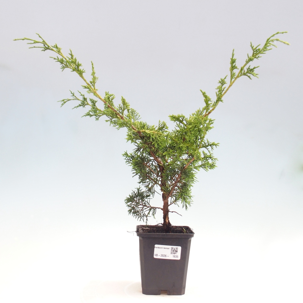 Outdoor bonsai - Juniperus chinensis Itoigawa