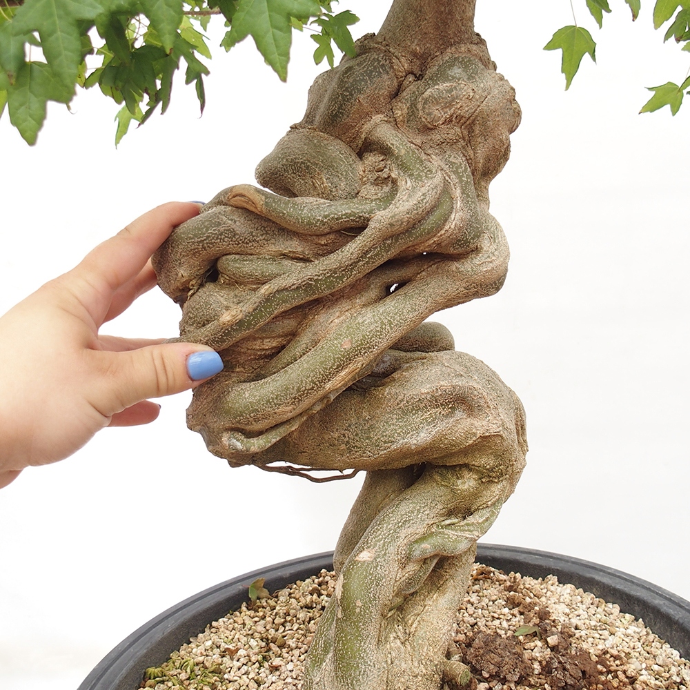 Outdoor bonsai - Maple Buergerianum - Burger Maple